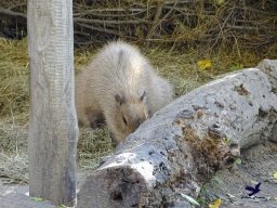 Tiergarten Schönbrunn am 20.10.2025